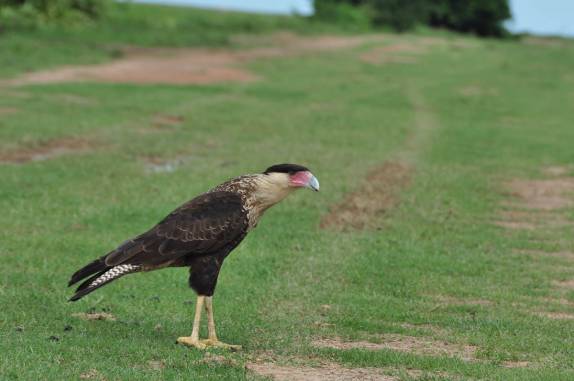 Um Caricari no Hato El Cedral, na região dos llanos venezuelanos, perto da cidade de Mantecal